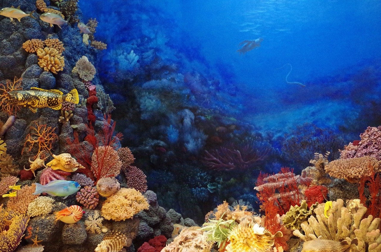 Innovative Approaches to Coral Rehabilitation