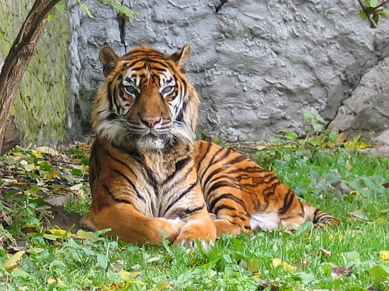 Technology and Innovation in Conservation (image credits: wikimedia)