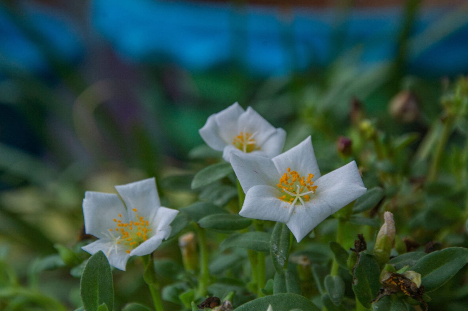 Purslane: The Omega-Rich Groundcover (image credits: wikimedia)