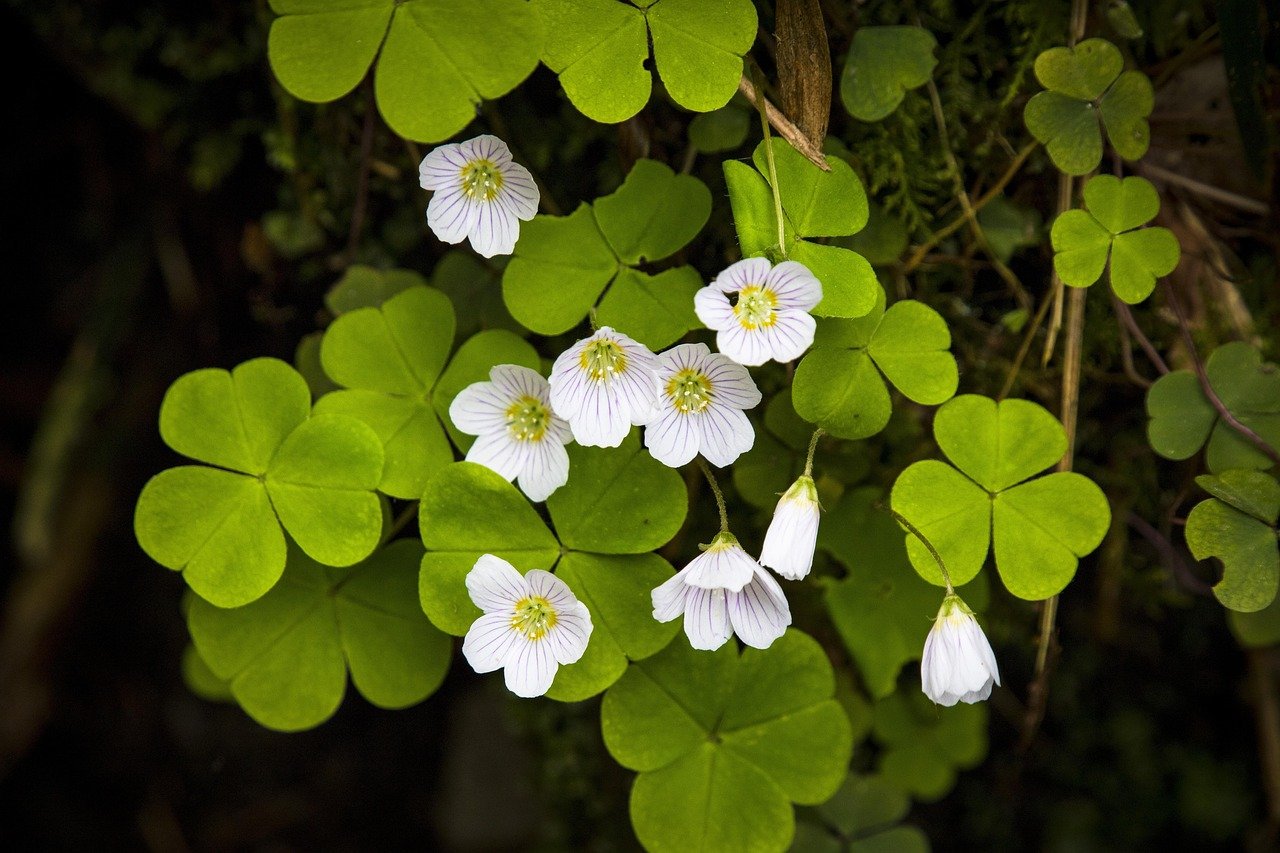 Wood Sorrel: The Tangy Treat (image credits: pixabay)