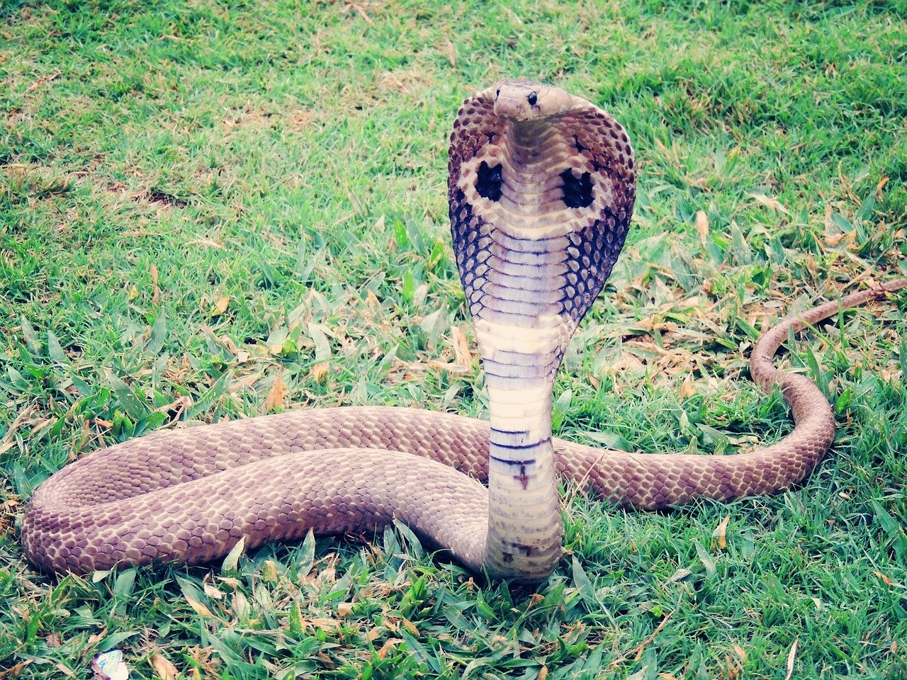 King Cobra: The Majestic Monarch of Venomous Snakes (image credits: pixabay)