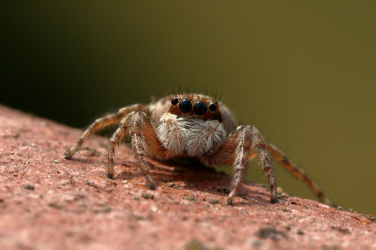 Brazilian Wandering Spider: The Aggressive Arachnid (image credits: pixabay)