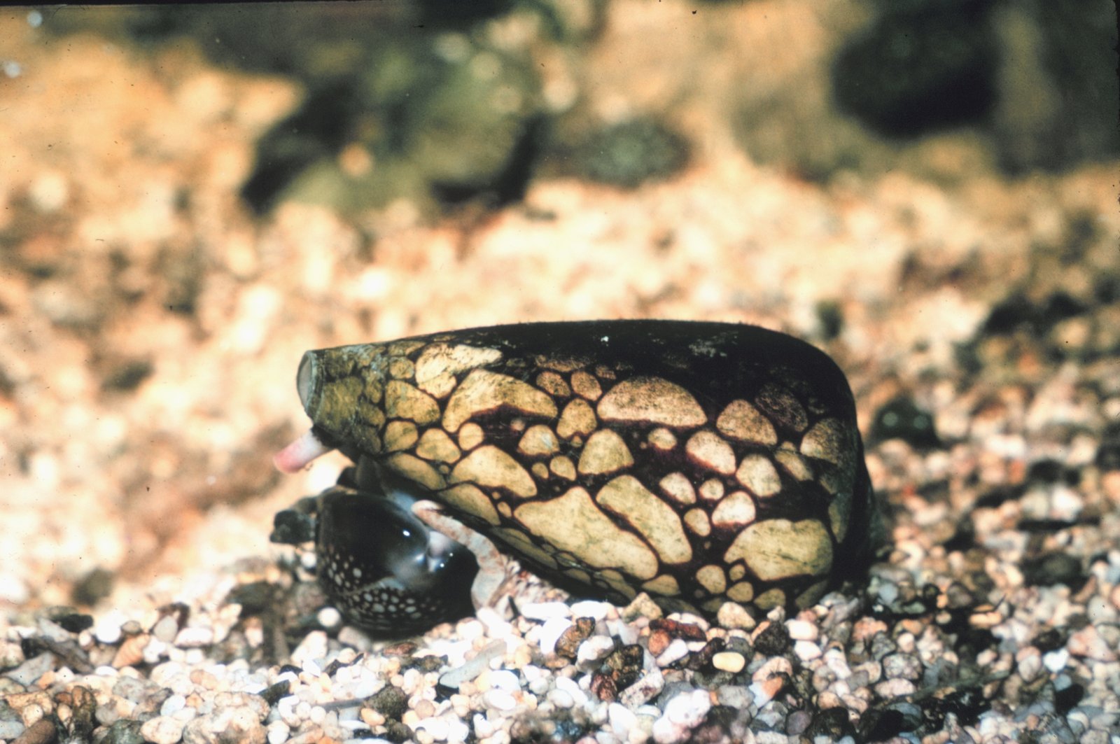 Marbled Cone Snail: The Ocean's Venomous Jewel (image credits: wikimedia)
