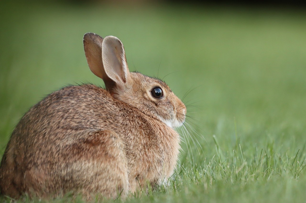 The Arrival of Rabbits: A Tale of Unintended Consequences (image credits: pixabay)
