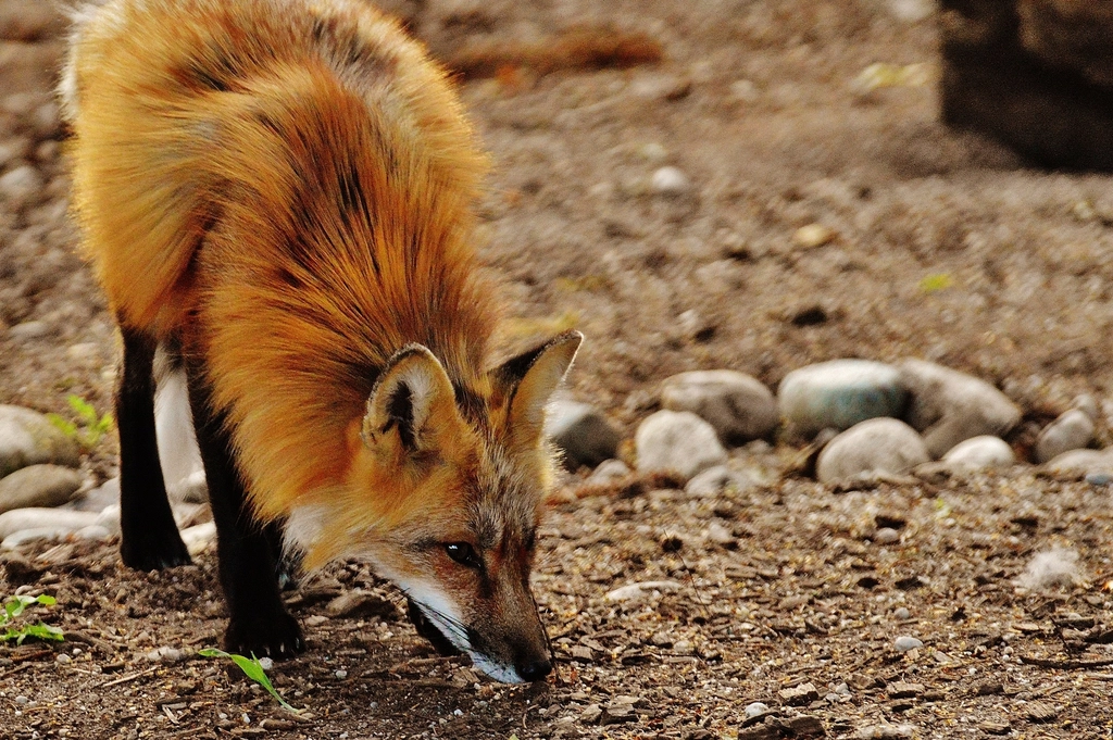 Foxes Enter the Scene: Nature's Attempt at Balance (image credits: rawpixel)