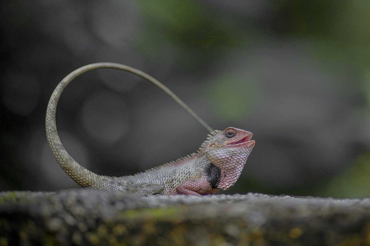 Defense Mechanism: The Art of Distraction (image credits: pixabay)