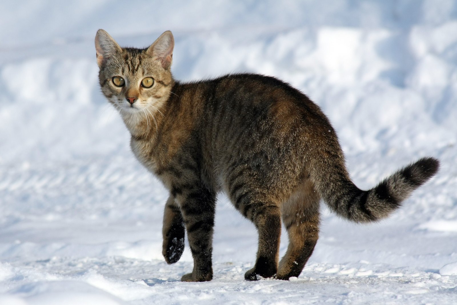 Sensory Perception: Feeling the World (image credits: wikimedia)