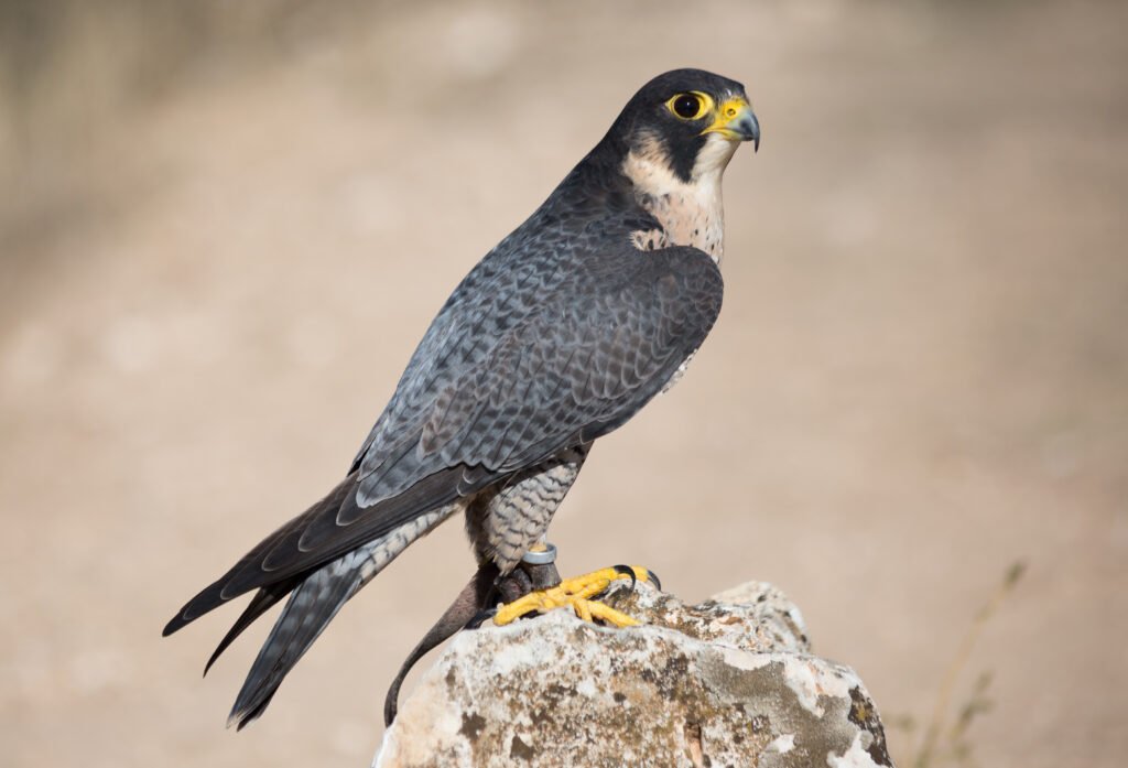 The Peregrine Falcon: Aerial Speed Demon