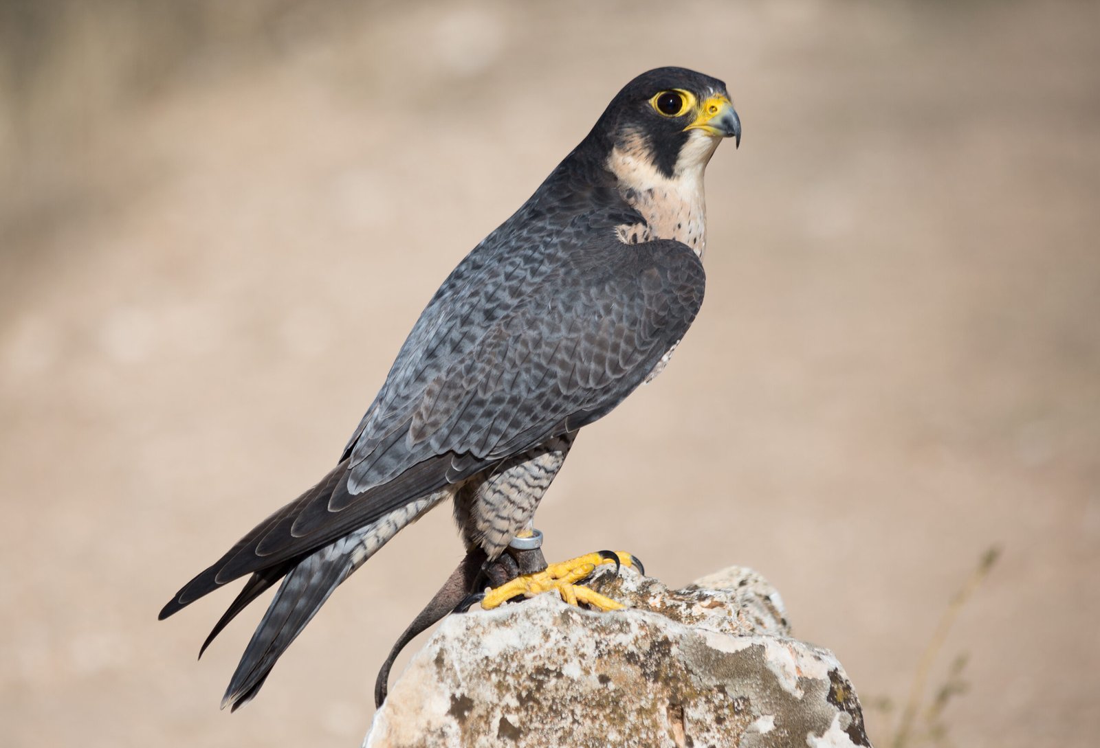 The Peregrine Falcon: Aerial Speed Demon (image credits: wikimedia)