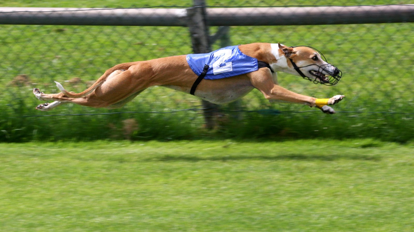 Greyhound: Man's Fastest Friend (image credits: wikimedia)