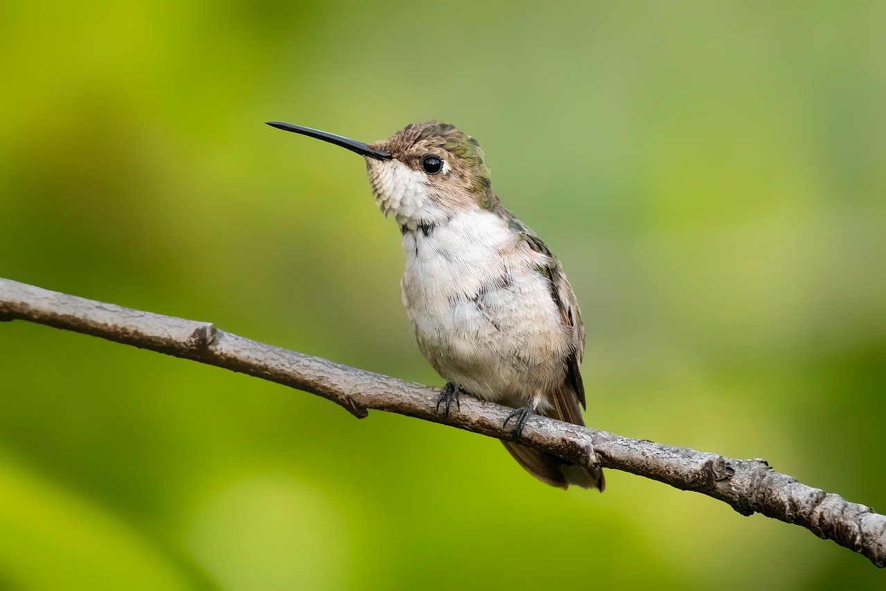 Anna's Hummingbird: Tiny Speedster (image credits: pixabay)