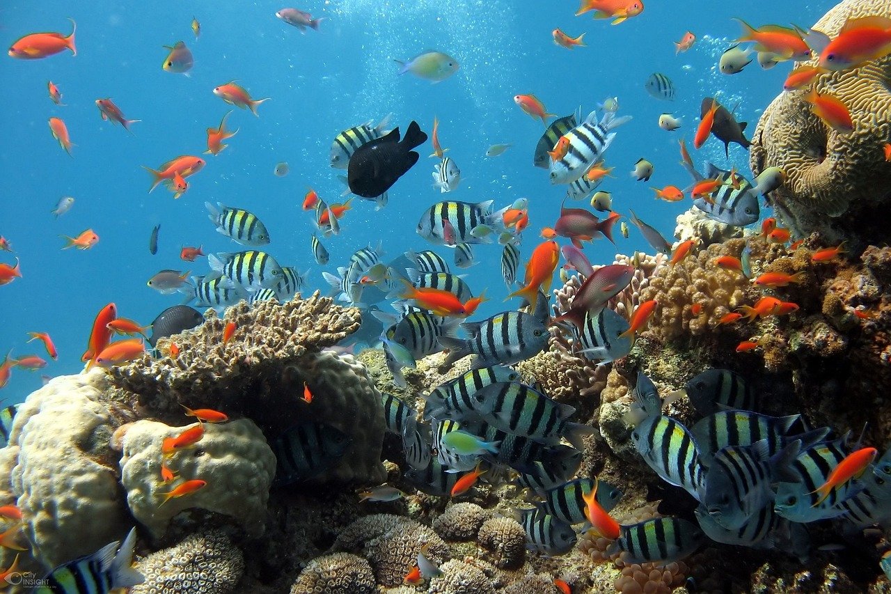 The Resilience of Coral Reefs in Warming Oceans (image credits: pixabay)