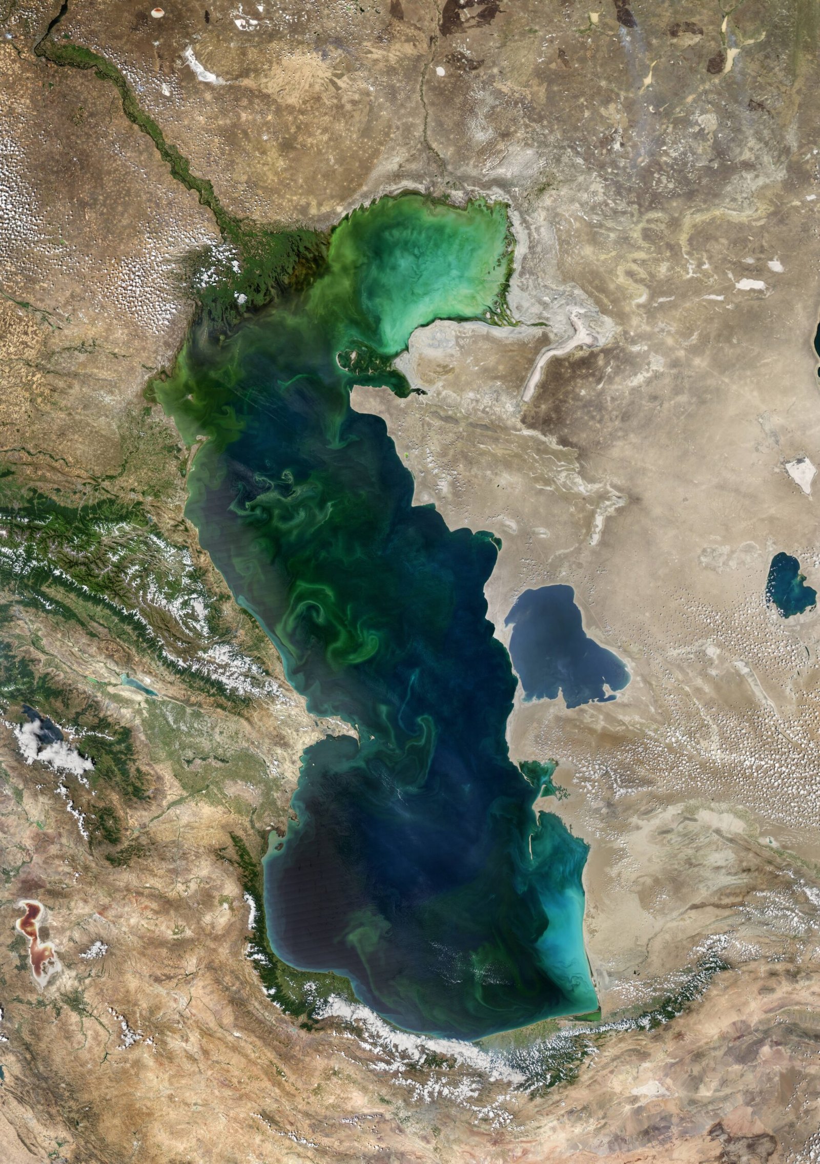 Endurance in the Oxygen-Poor Waters of Dead Zones (image credits: wikimedia)