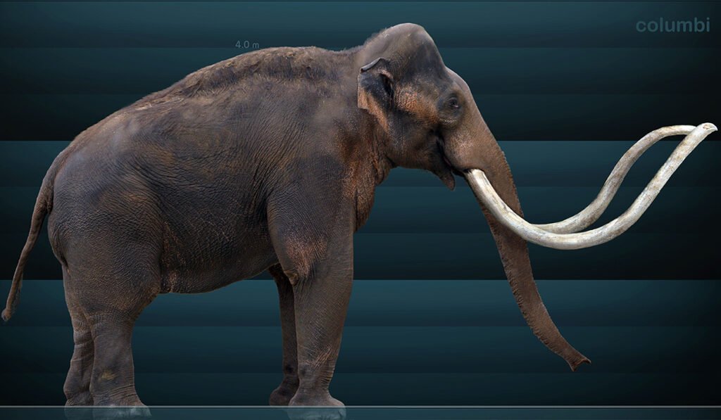 The Immense Columbian Mammoth