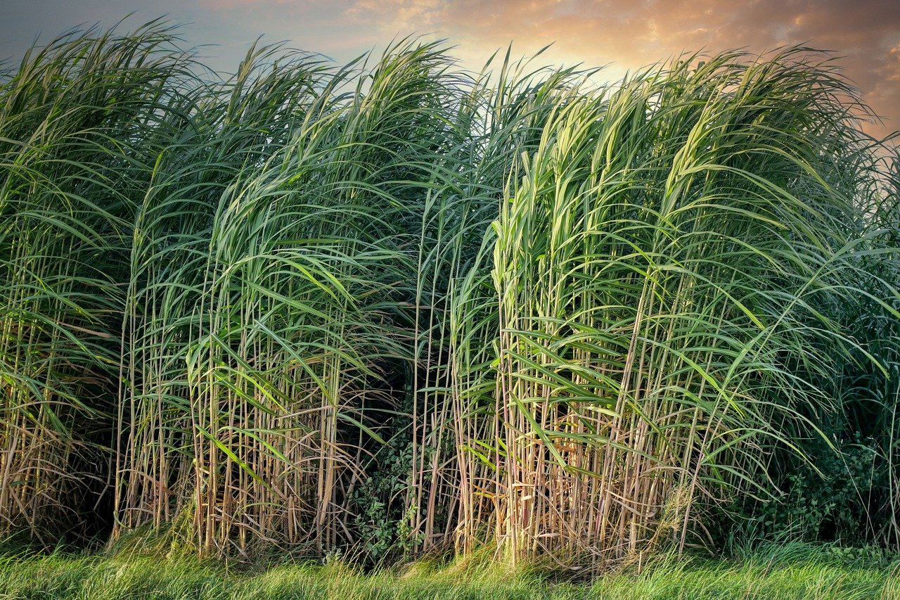The Rise of Sugar Plantations (image credits: pixabay)