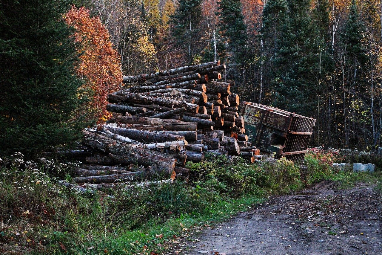 Forests: The First Casualty of Expansion (image credits: pixabay)