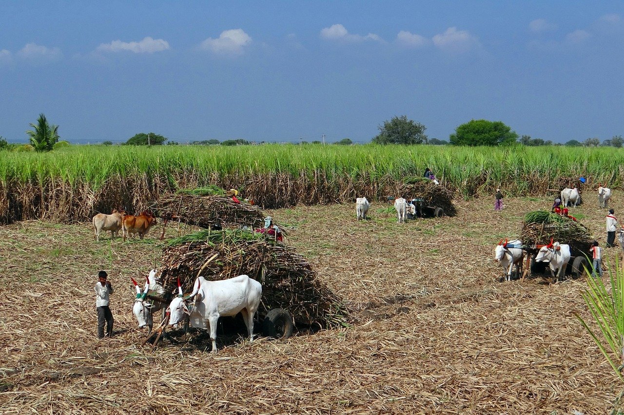 Social Implications of Plantation Expansion (image credits: pixabay)