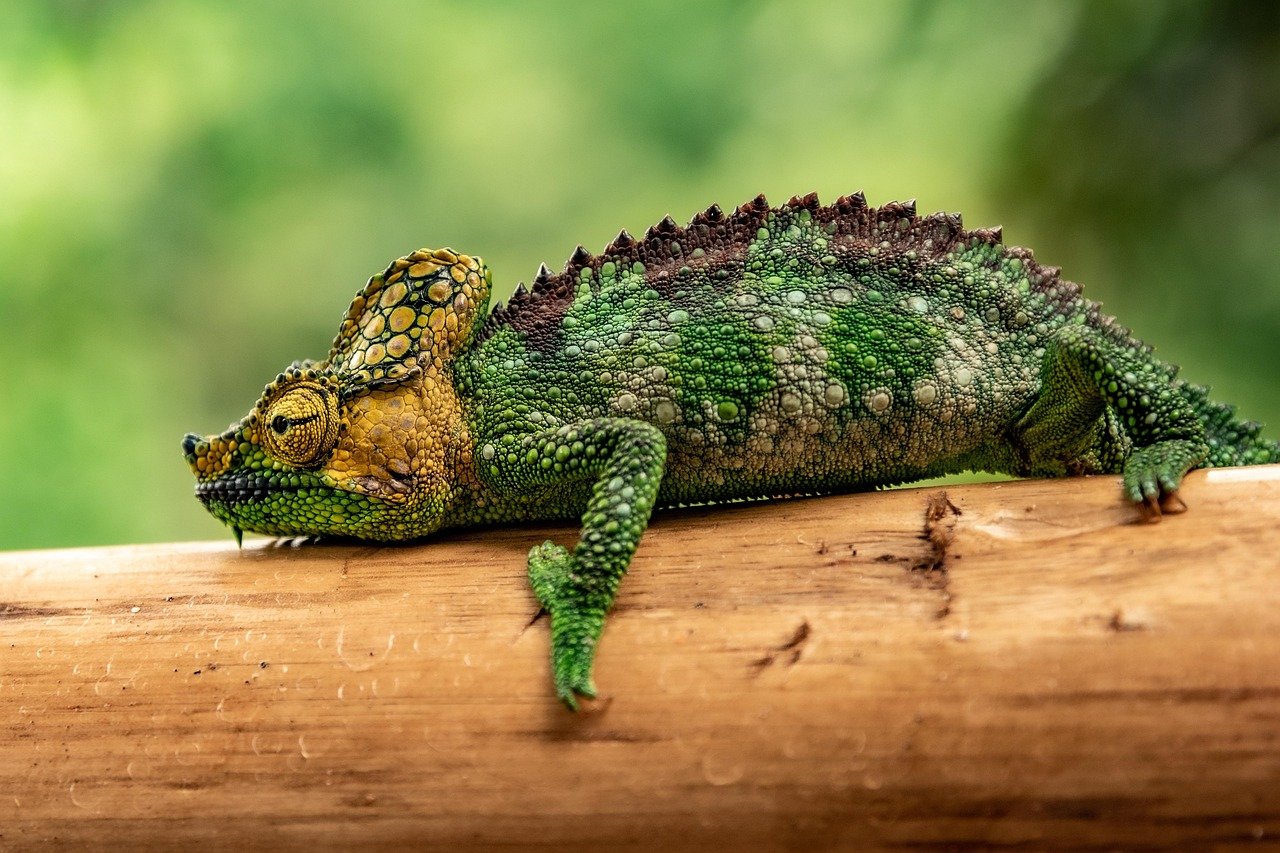 The Enigmatic Chameleon (image credits: pixabay)