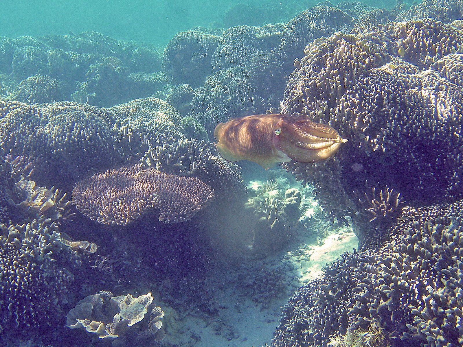 The Cuttlefish: A Cephalopod with Flair (image credits: wikimedia)