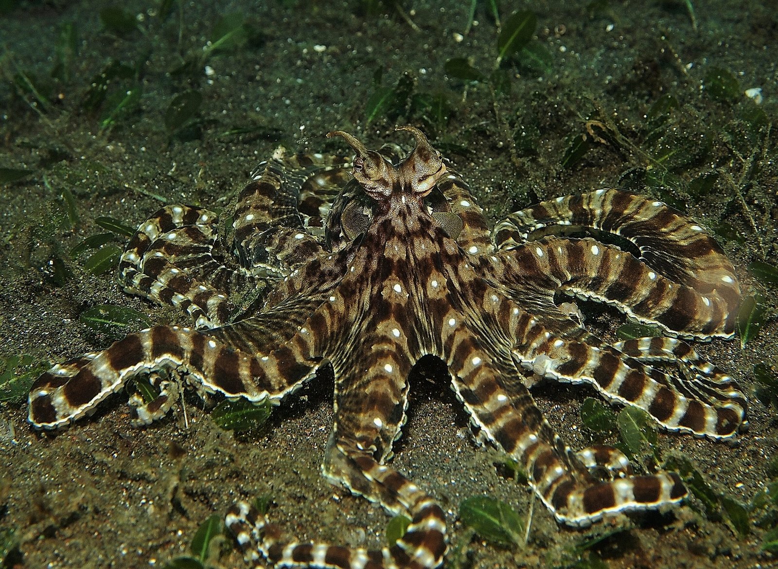 The Agile Mimic Octopus (image credits: wikimedia)