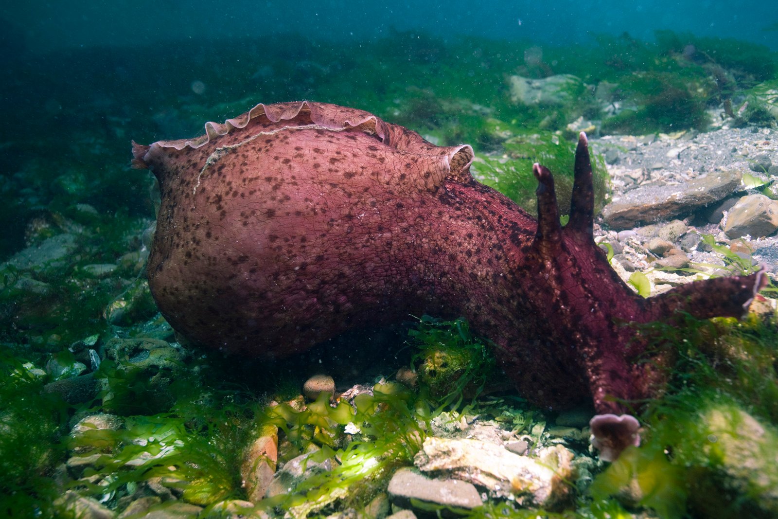 The Shape-Shifting Sea Hare (image credits: wikimedia)