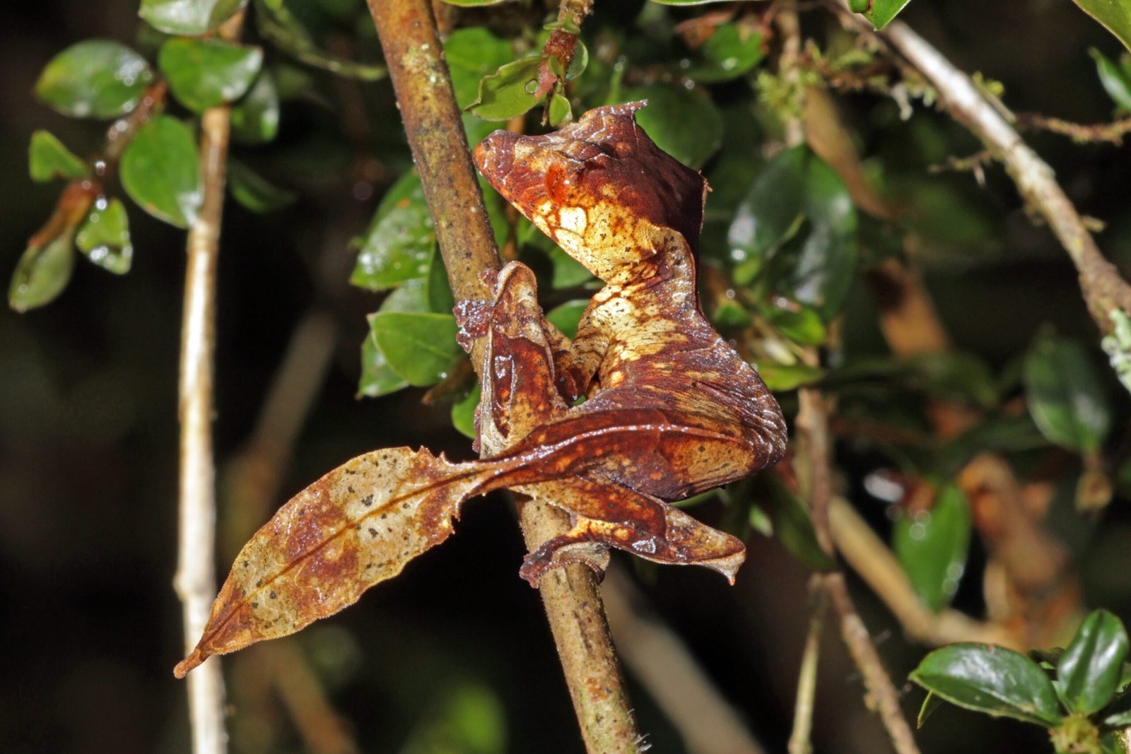 The Incredible Leaf-Tailed Gecko (image credits: wikimedia)