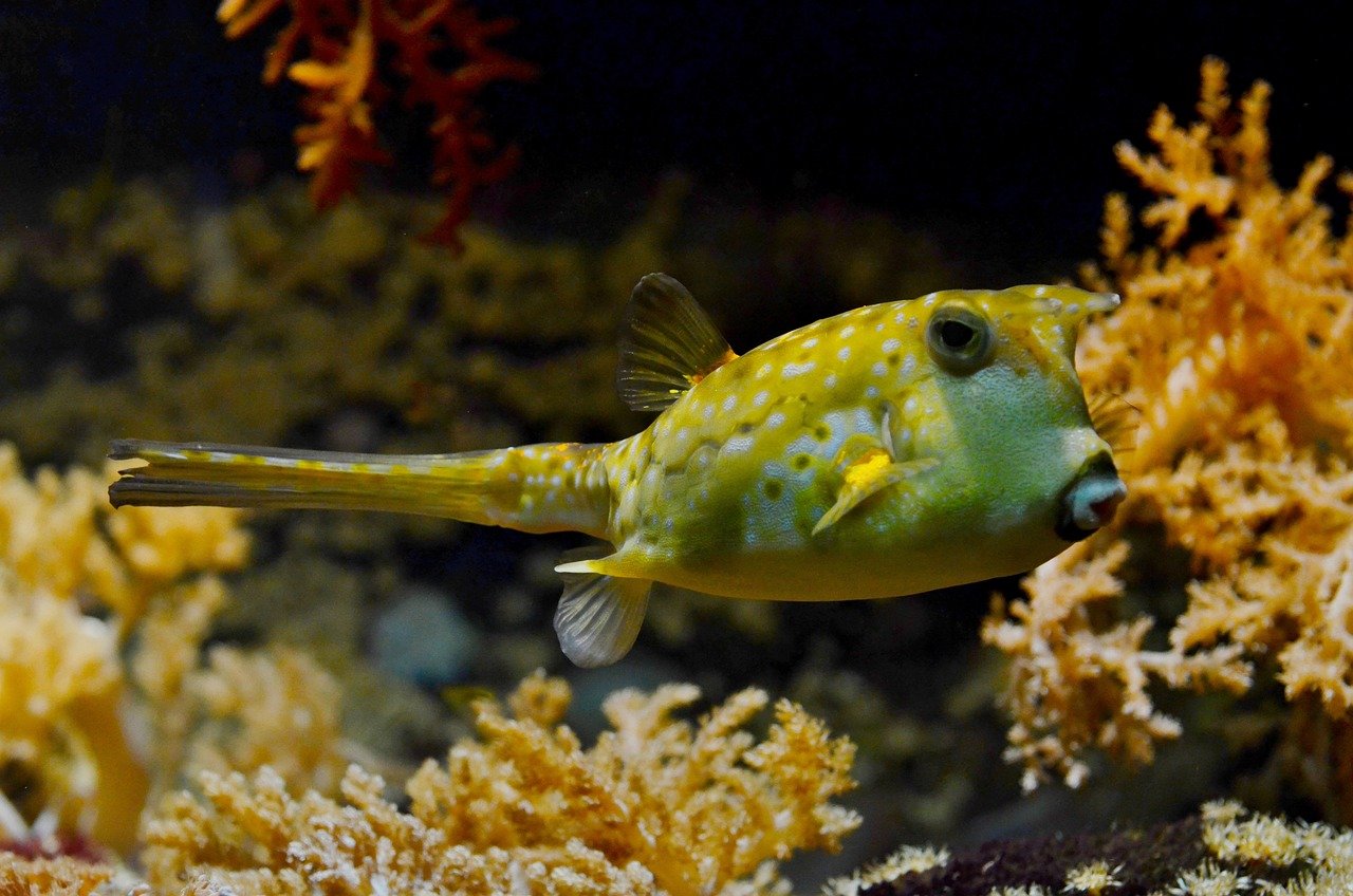 The Crafty Pufferfish (image credits: pixabay)