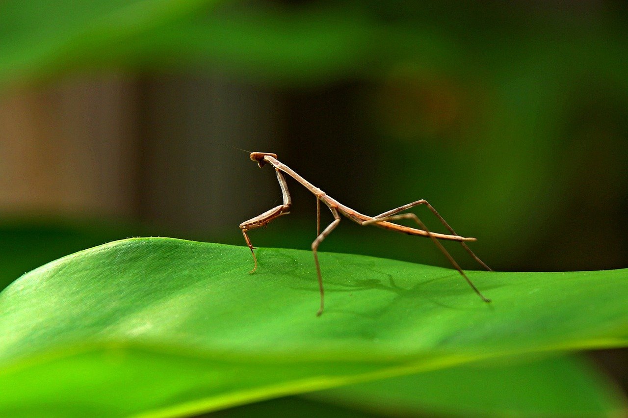 The Camouflaging Stick Insect (image credits: pixabay)