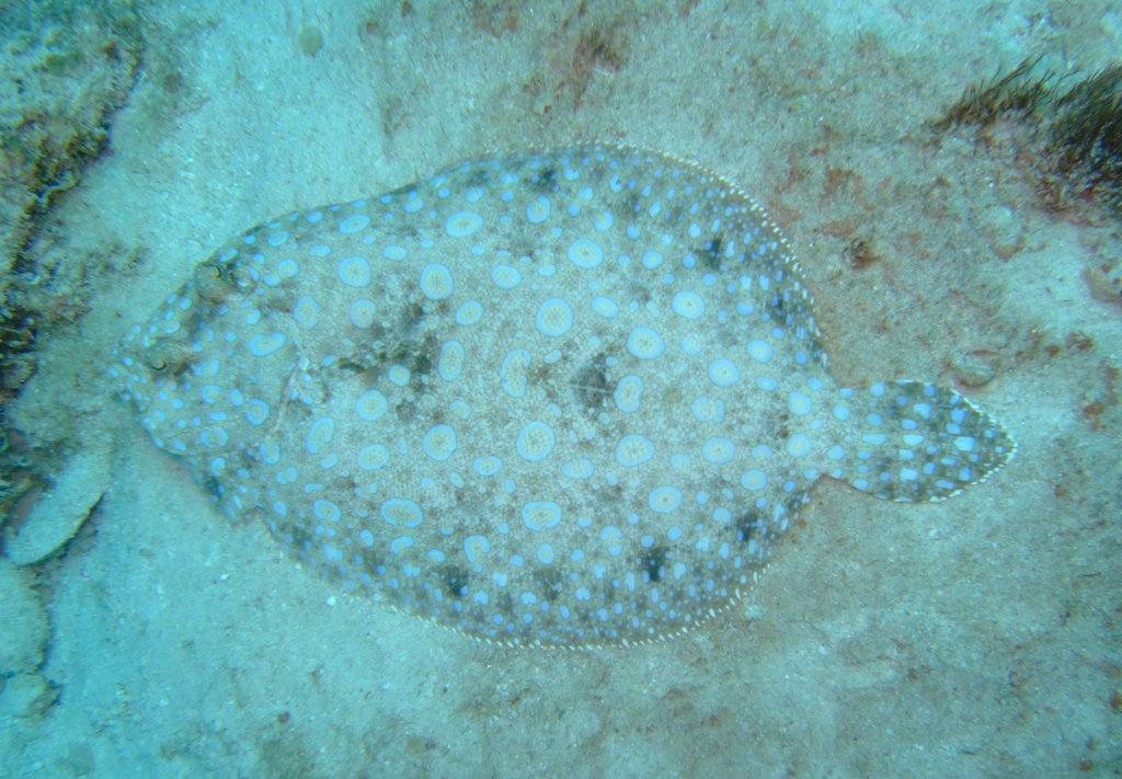 The Wily Flounder (image credits: wikimedia)