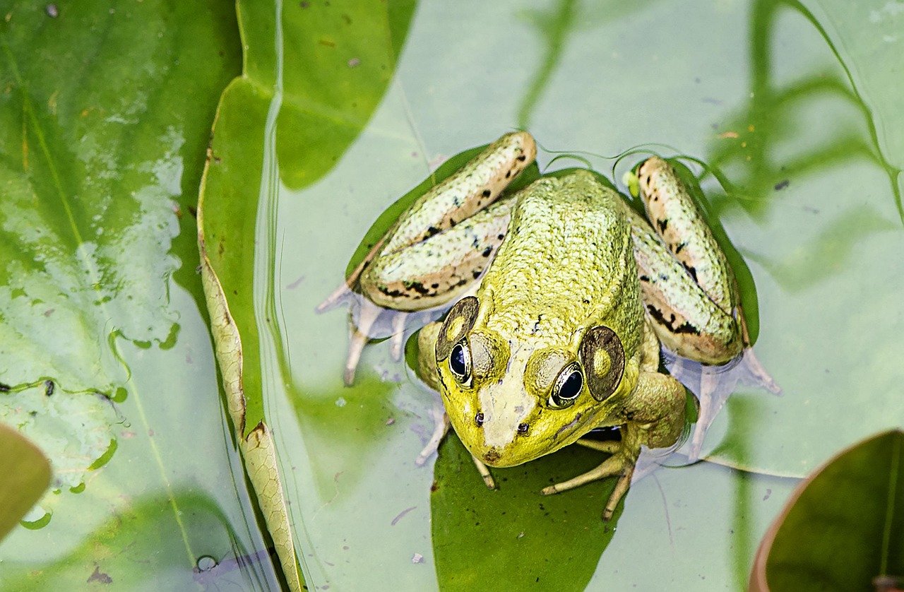 The Transformative Frog (image credits: pixabay)