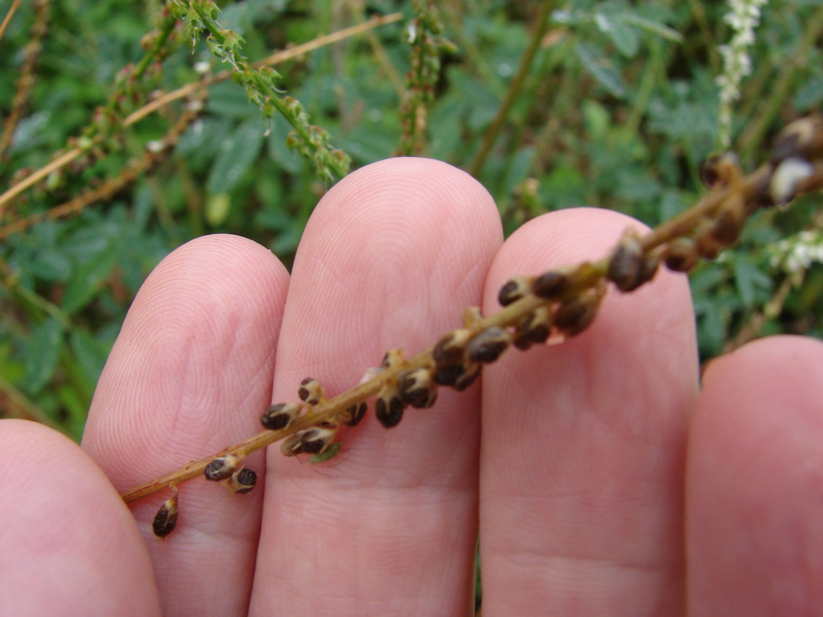 How Invasive Species Enter African Ecosystems (image credits: wikimedia)