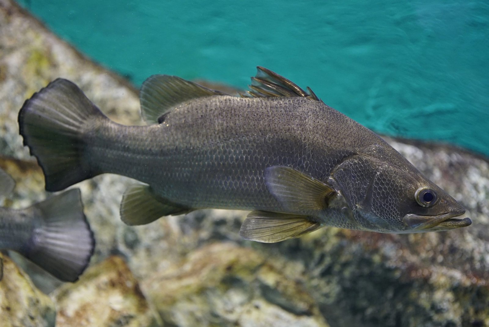 Case Study: The Nile Perch in Lake Victoria (image credits: wikimedia)