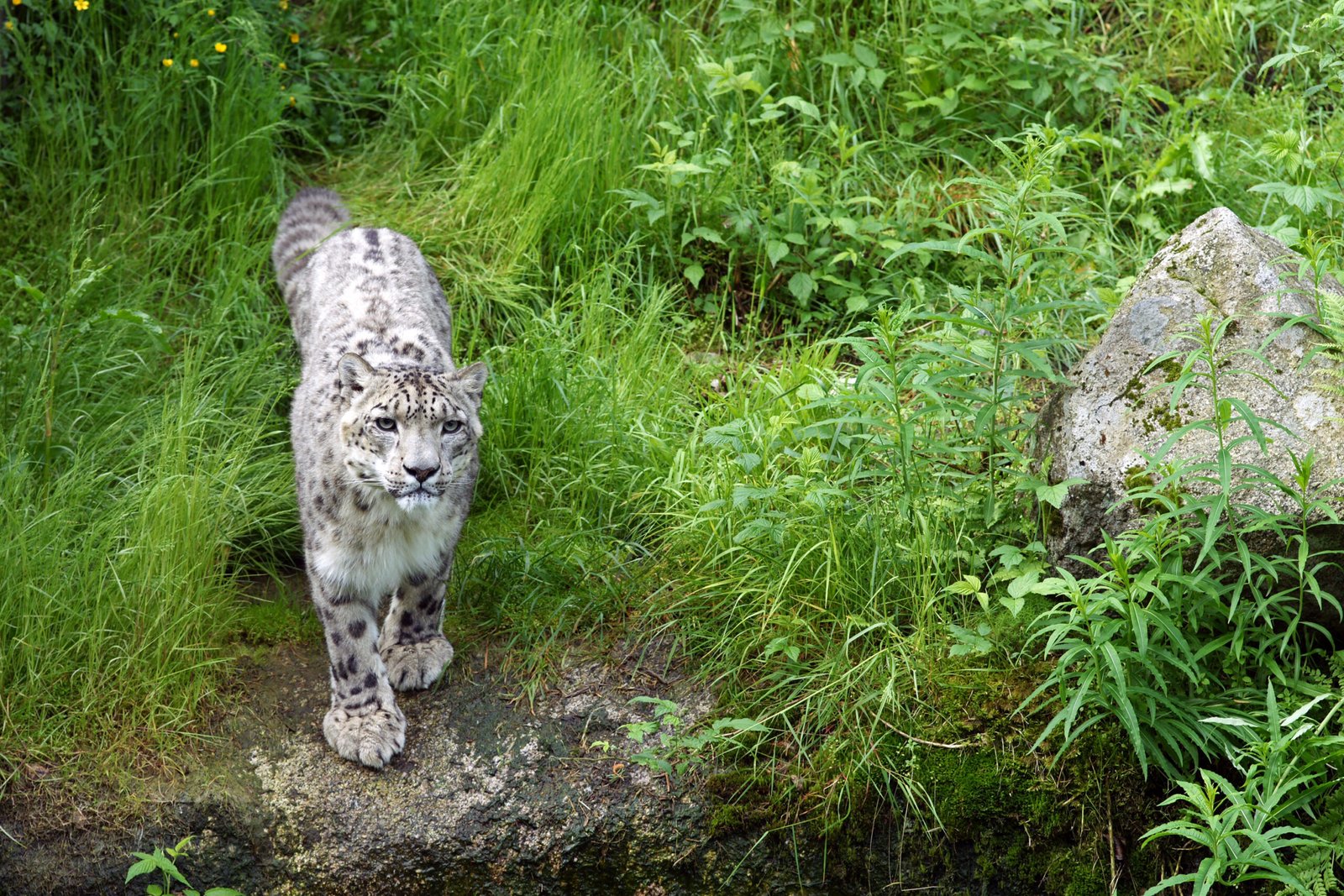 The Stealthy Assassin: The Snow Leopard (image credits: wikimedia)