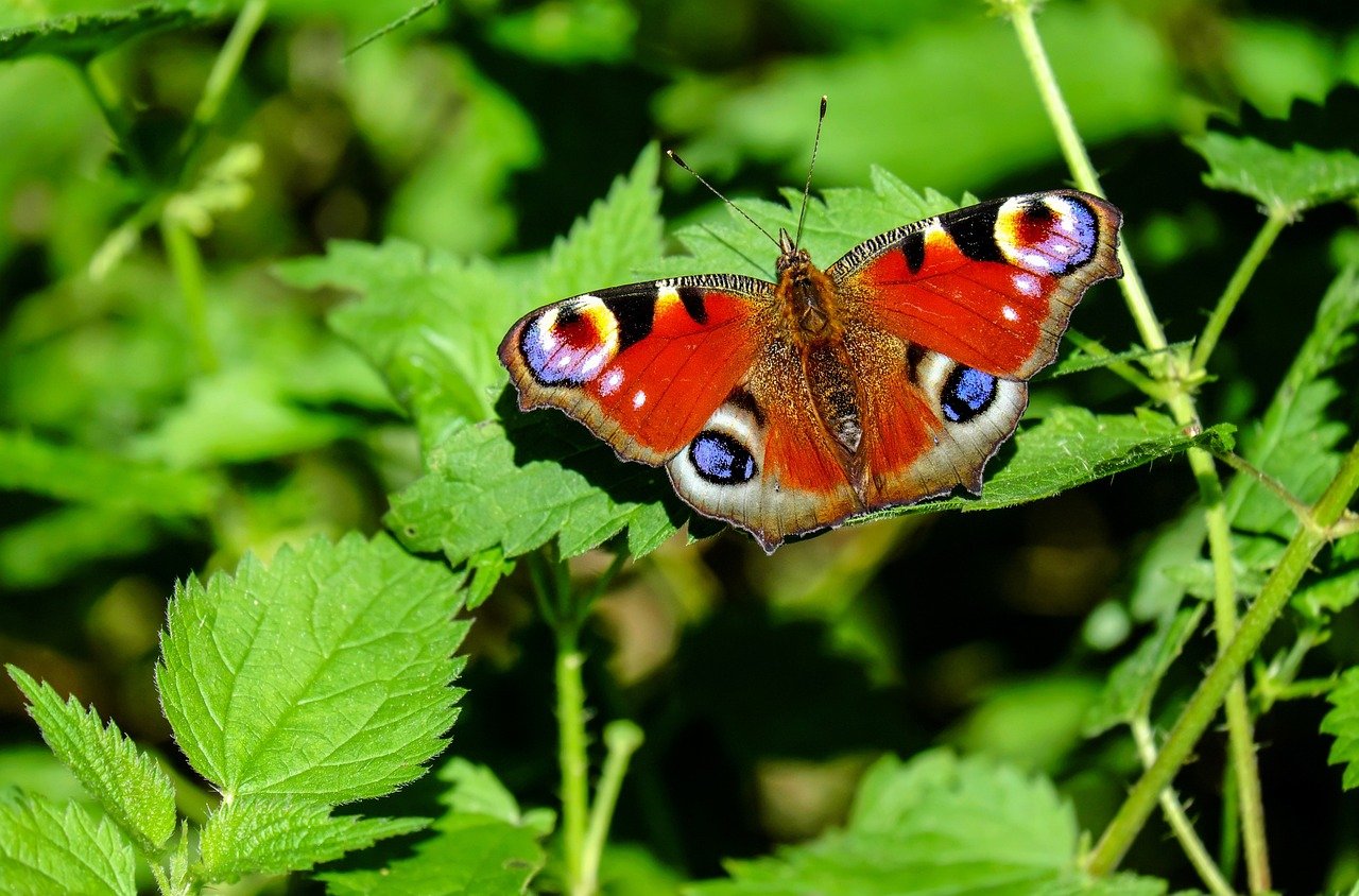 Butterfly Identification: A Skill for Everyone (image credits: pixabay)