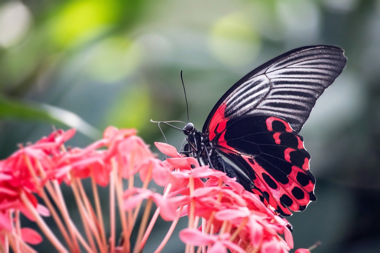 The Joy of Participation (image credits: pixabay)