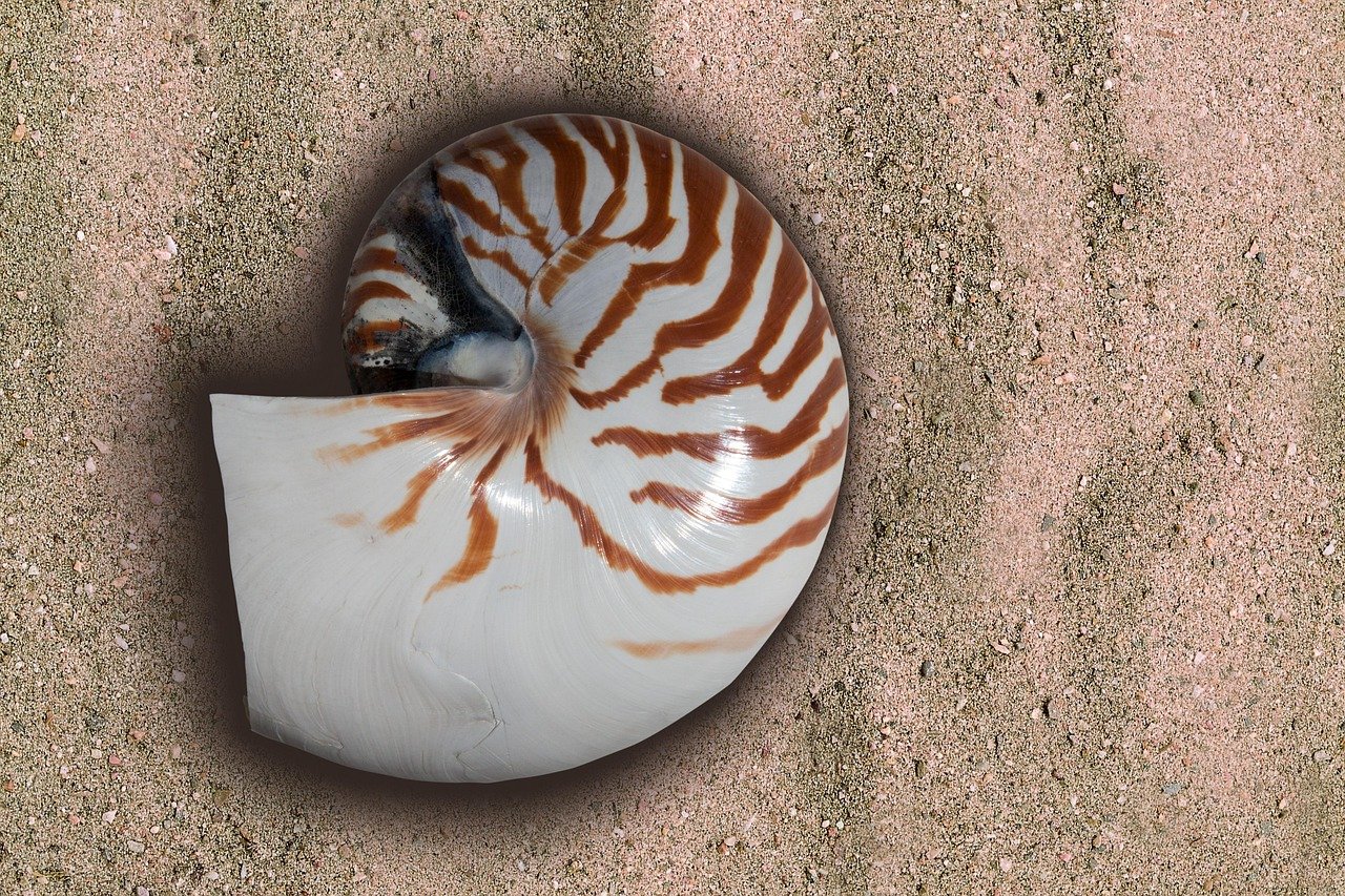 The Spiraling Beauty of Nautilus Shells (image credits: pixabay)