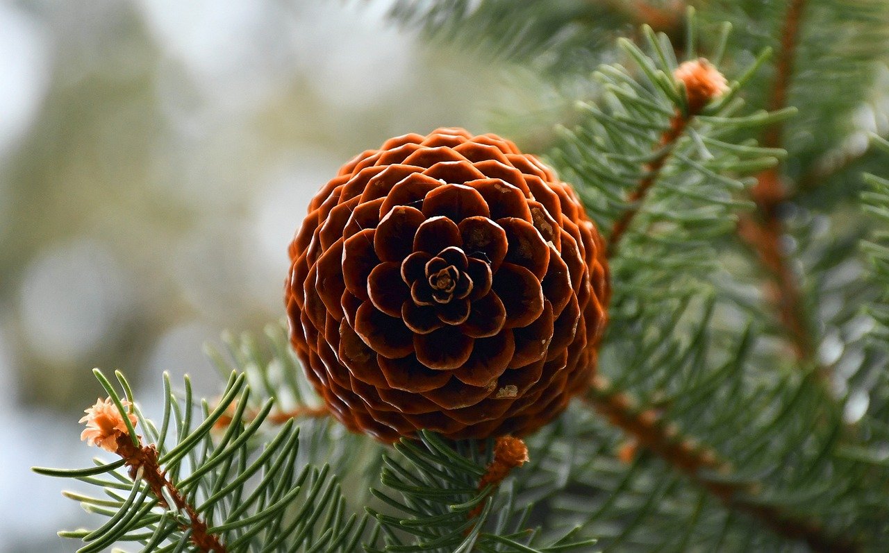 The Intricate Patterns of a Pinecone (image credits: pixabay)