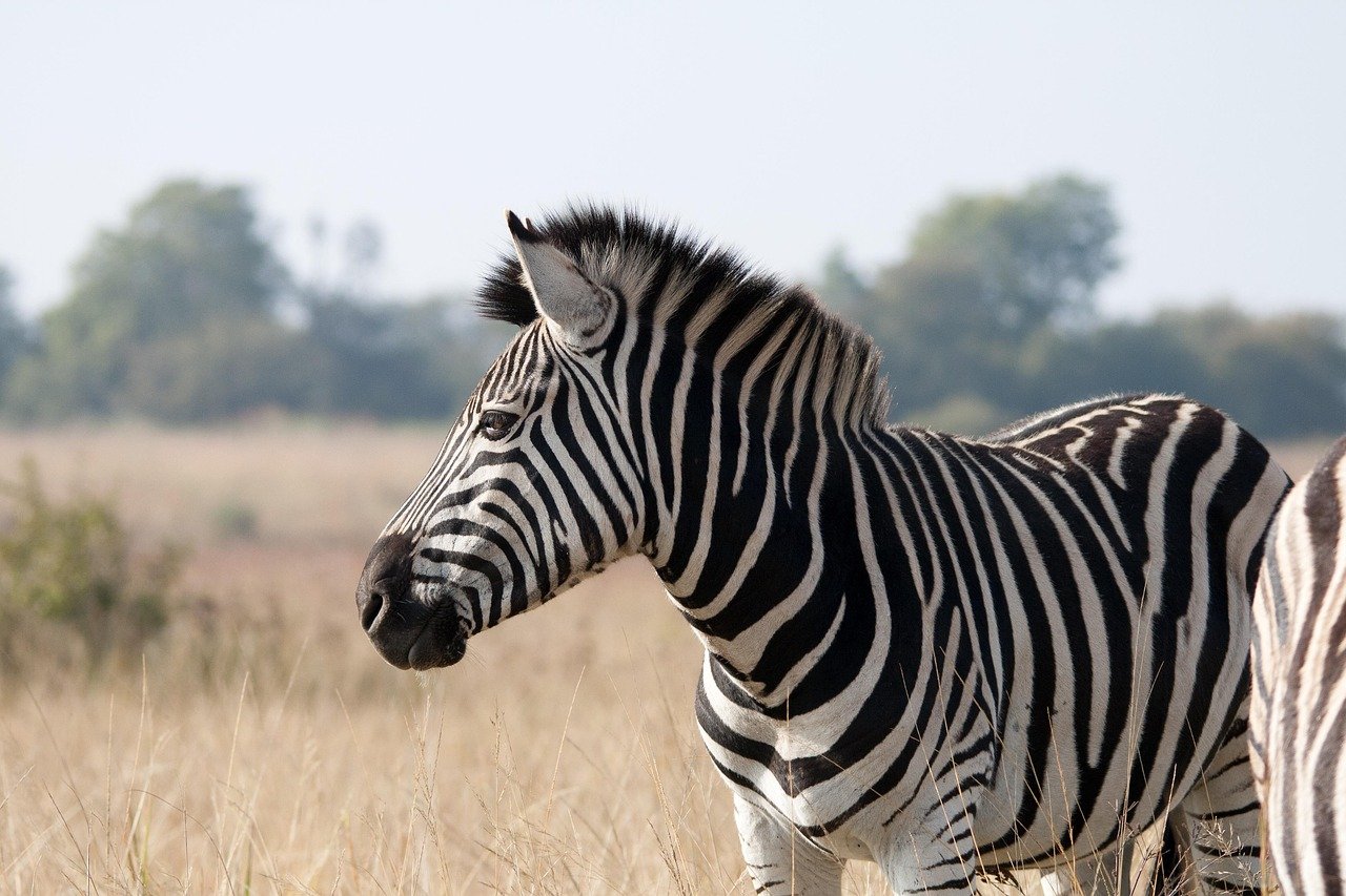 The Marvelous Markings of a Zebra (image credits: pixabay)