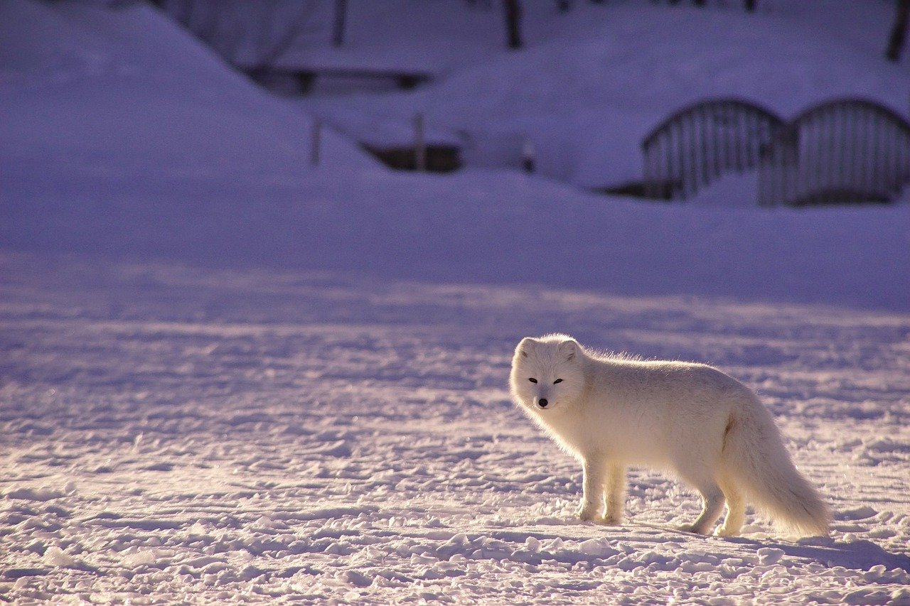 Habitat Loss and Its Consequences (image credits: pixabay)