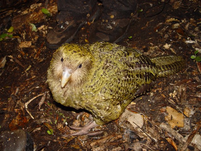 The Mysterious Kakapo (image credits: wikimedia)