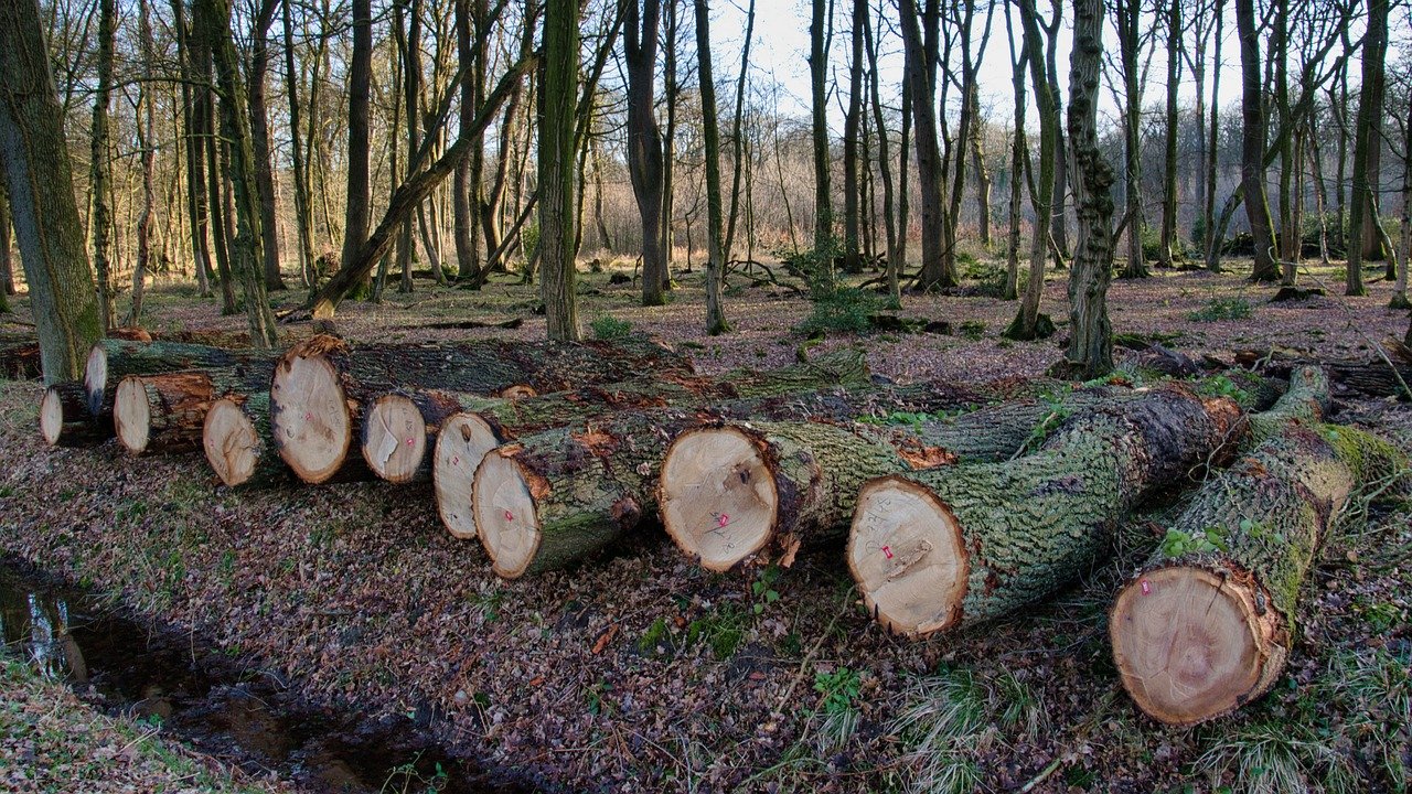 Deforestation: A Growing Threat (image credits: pixabay)
