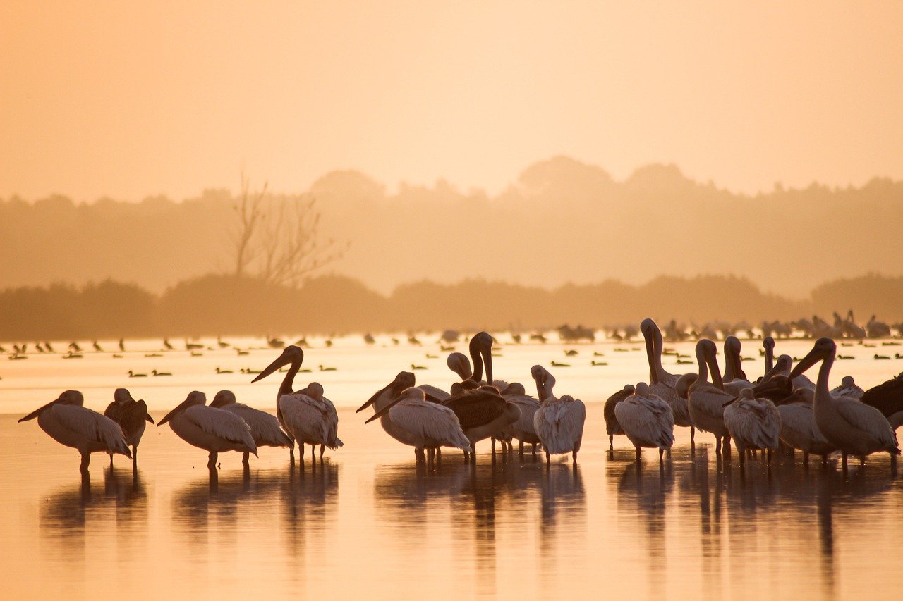 Wildlife Conservation Initiatives (image credits: pixabay)