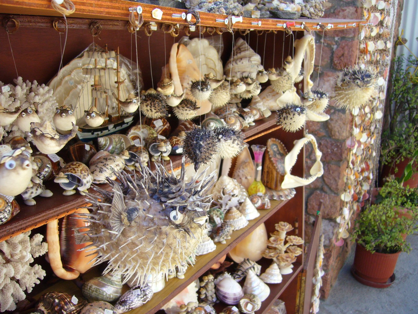 The Scale of Illegal Wildlife Trade in Mexico (image credits: wikimedia)