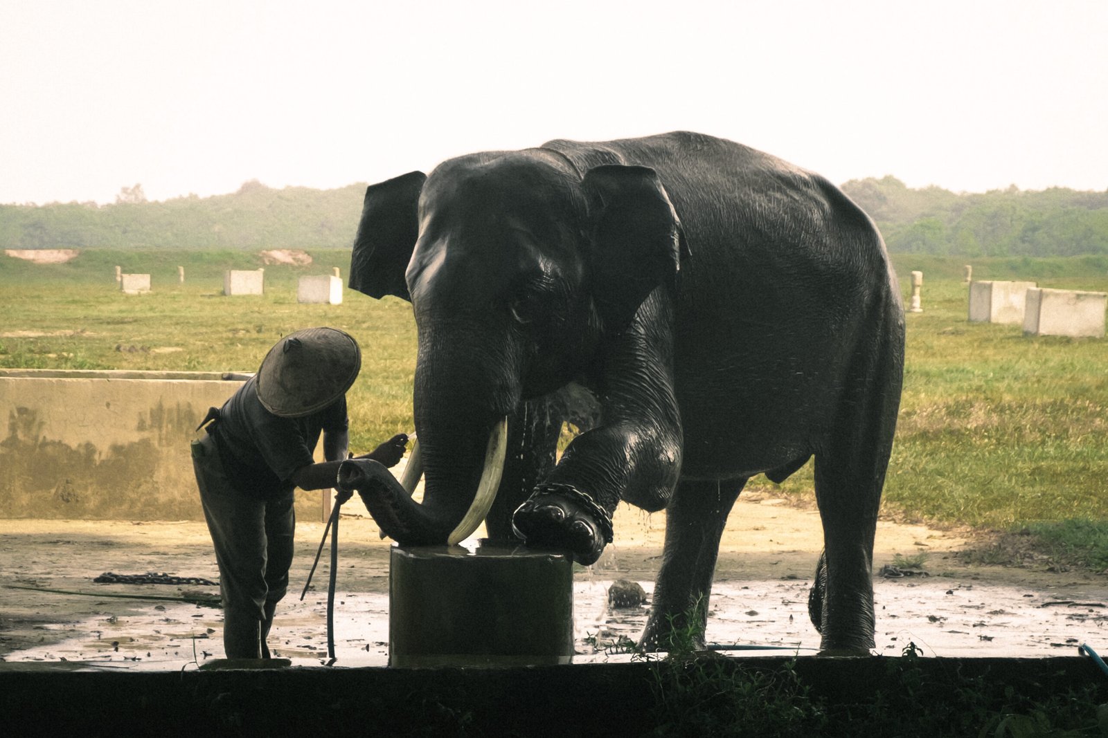 The Human-Wildlife Conflict (image credits: wikimedia)