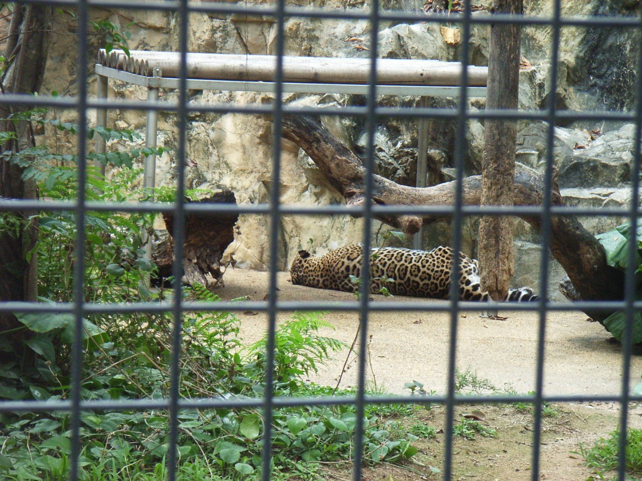 Illegal Trade Hotspots (image credits: wikimedia)