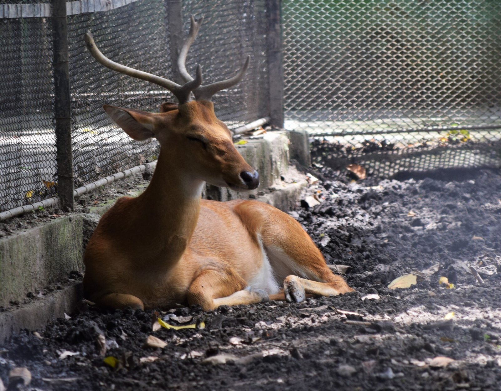 Conservation Challenges and Solutions (image credits: wikimedia)