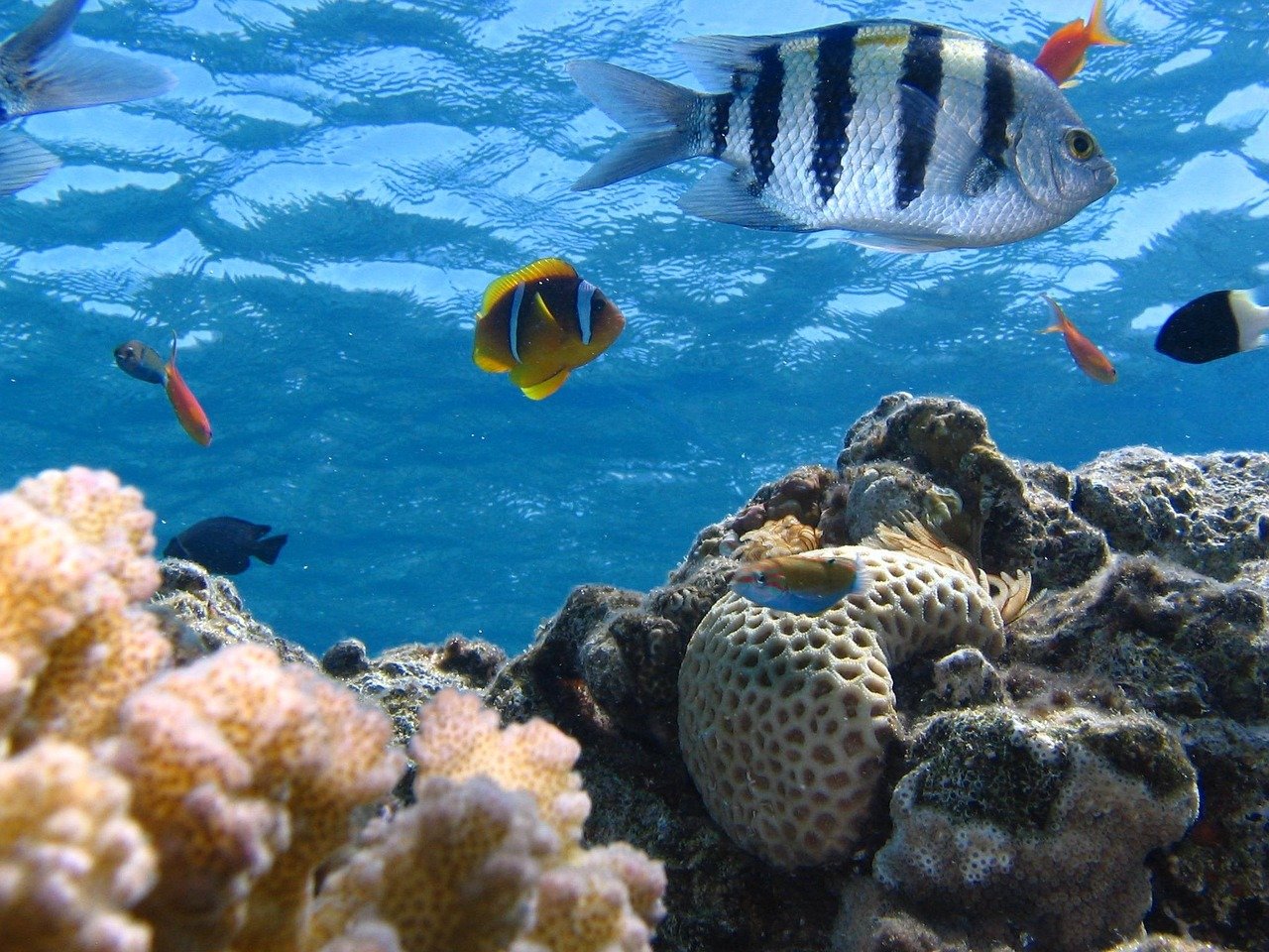 Impact on Marine Ecosystems (image credits: pixabay)