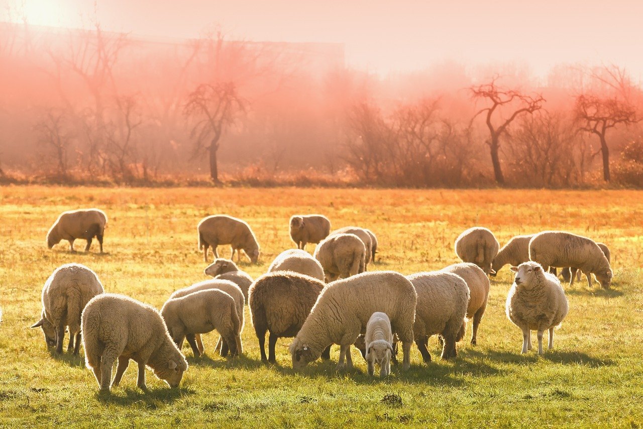 The Role of Livestock in Ecosystem Services (image credits: pixabay)