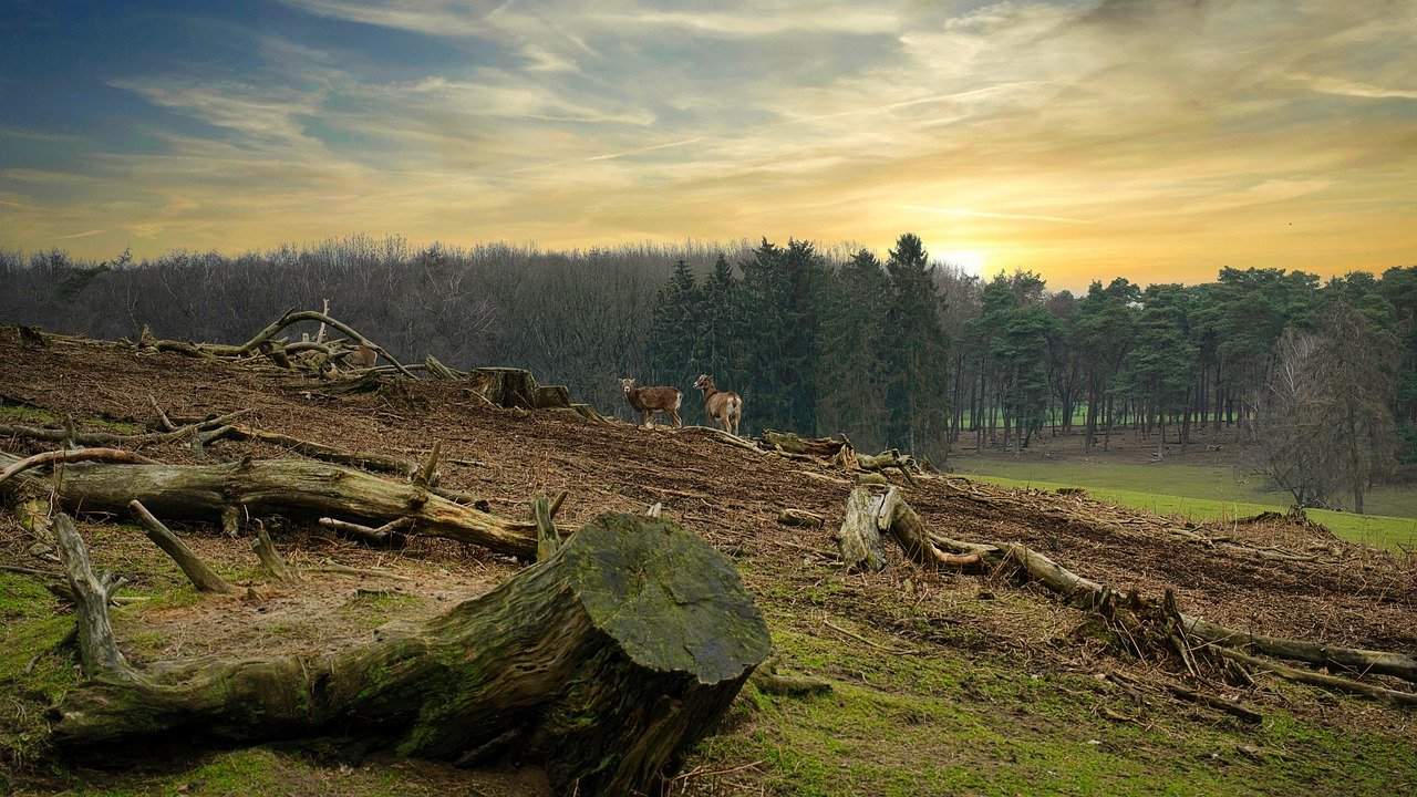 Deforestation and Habitat Loss (image credits: pixabay)
