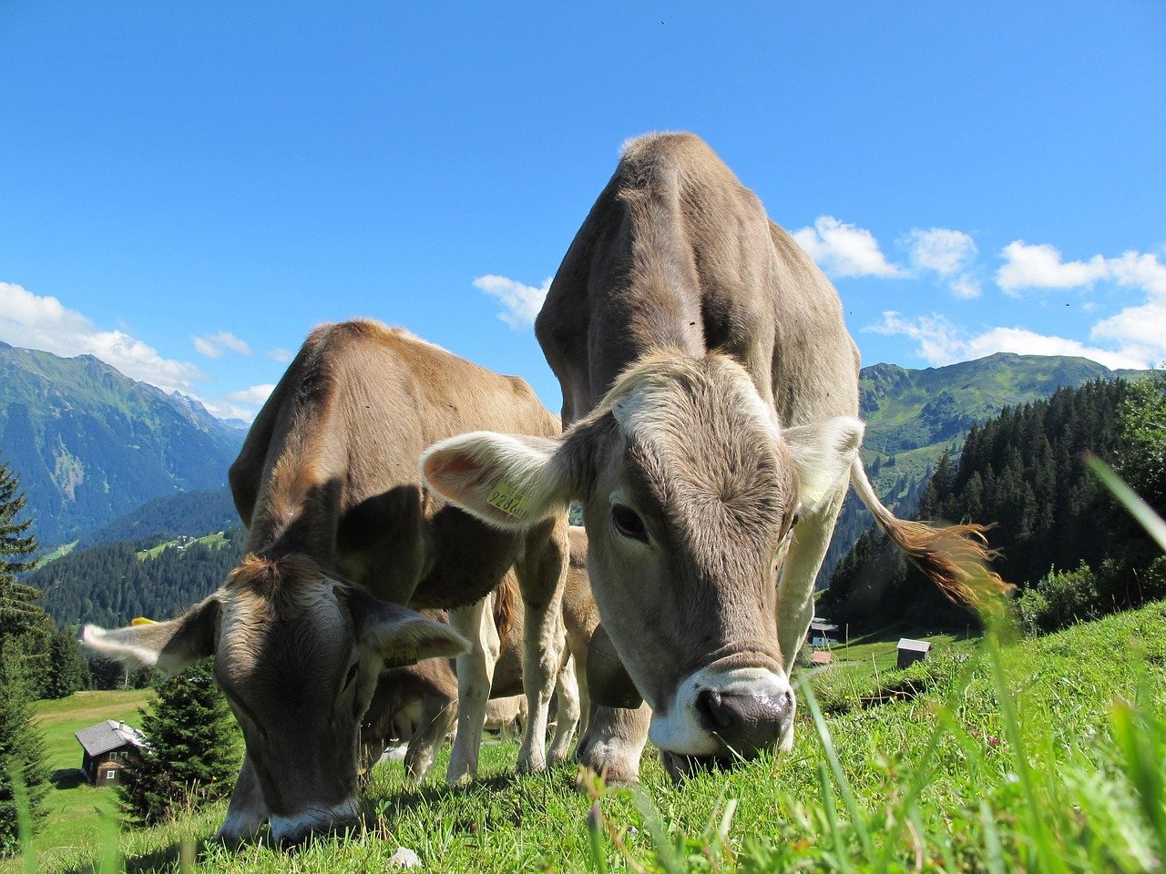 Sustainable Livestock Management (image credits: pixabay)